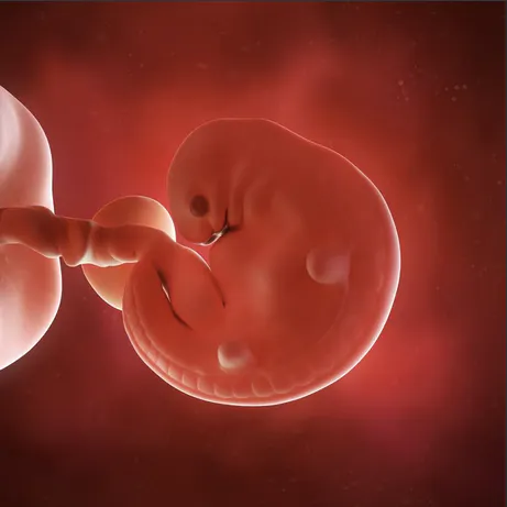 5 Semaine De Grossesse 7 Sa De Grossesse 5eme Semaine Parents Fr